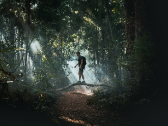Daintree forest