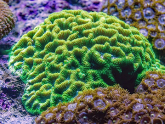 Gran barrera de coral