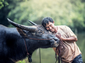 cambodia water buffalo