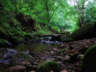 bosque cantabria