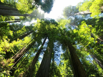 Parque Yosemite