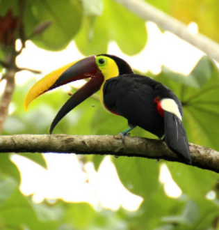 Tucan