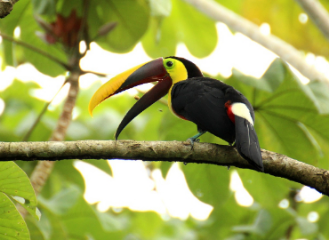 Tucan