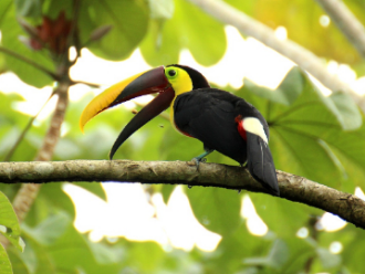 Tucan