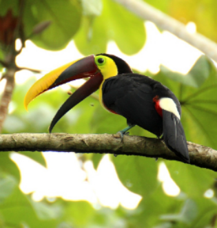 tucan tucan