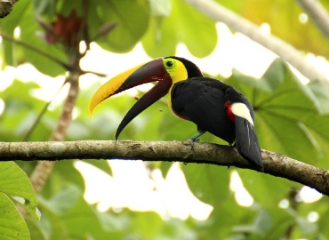 tucan