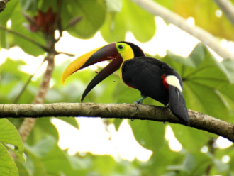 tucan