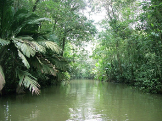 manglar