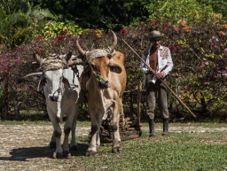 Pareja de bueyes ya agricultor cubano
