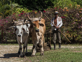 Agricultor cubano