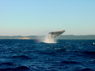 Cola de Ballena