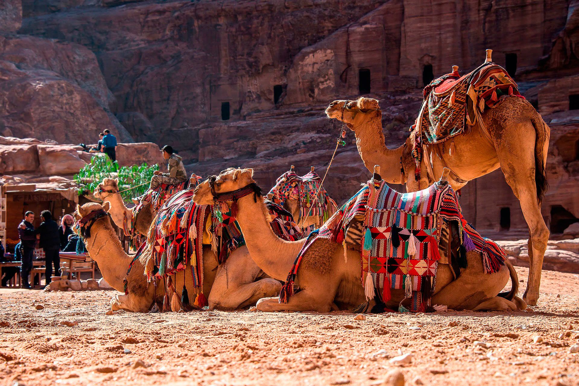 Camello descansando en Petra