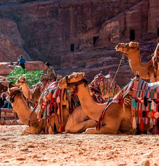 Camellos descansando Camello descansando en Petra