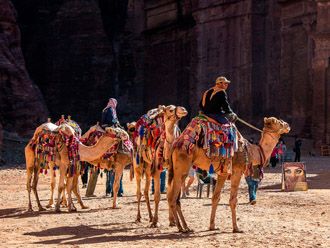 Camellos en petra