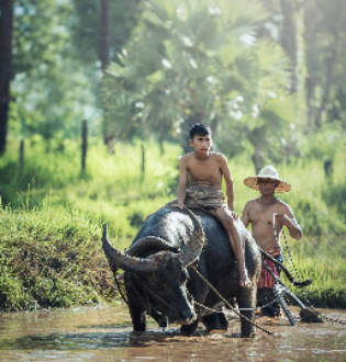 Laos rural