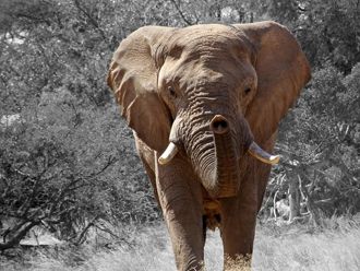 Elefante en Ethosa