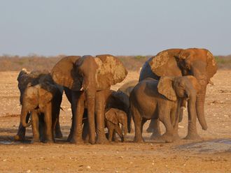 Manada de elefantes en Ethosa