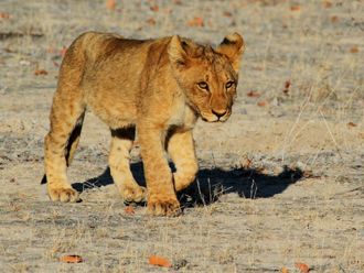 Cría de león en ethosa