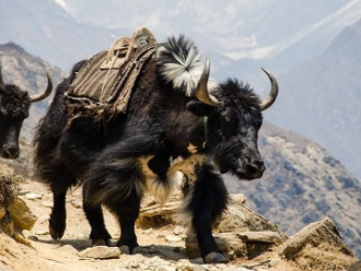 yak en nepal