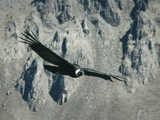 Condor en colca