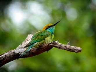 Bee eater abejarruco en Yala