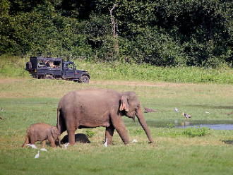 Safari en Udawalawe