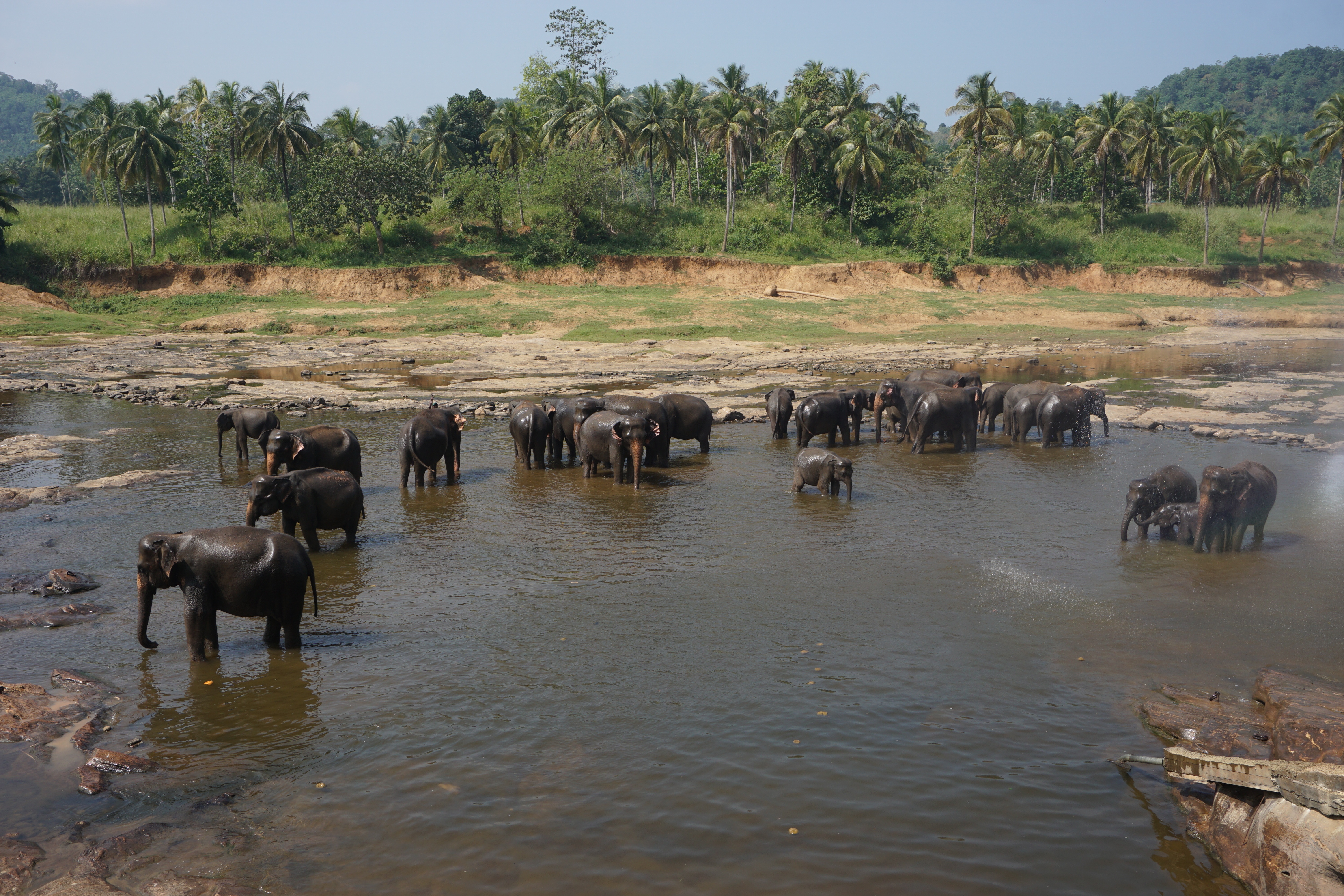 Elefantes en Udawalawe