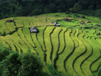 arrozal vietnam