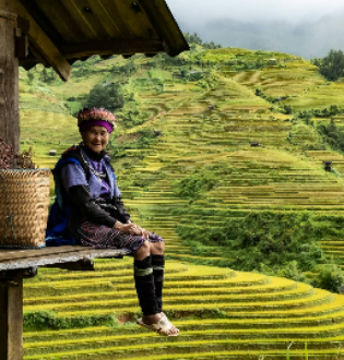arrozal vietnam