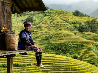 arrozal vietnam